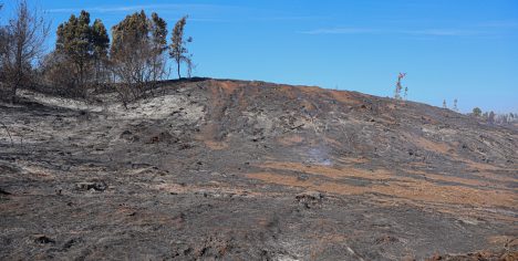 Directora de Conaf ante incendios en La Araucanía: “Son intencionales, aparecen en medio del bosque”