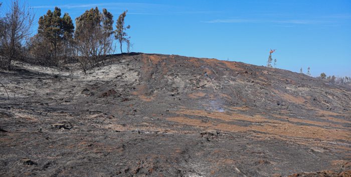 Directora de Conaf ante incendios en La Araucanía: "Son intencionales, aparecen en medio del bosque"