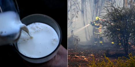 Aquí Ñuble: buscan recuperar trono lechero y las interrogantes del incendio en Coihueco