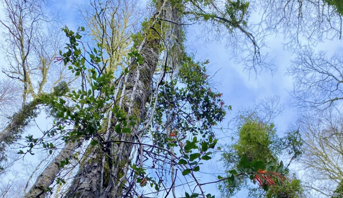 Revelan rol clave de lianas en dispersión y supervivencia del quintral en bosques del sur de Chile