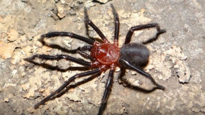 Descubren nueva araña en Talca con intrigante técnica de caza