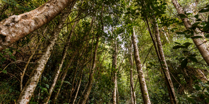 Descubre los mejores senderos para hacer trekking en Valdivia y maravíllate con la Selva Valdiviana