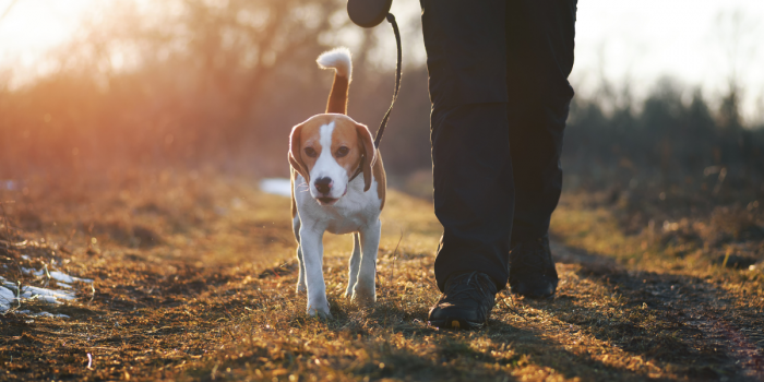 Ola de calor: cómo proteger las patitas de tu perro del asfalto ardiente y prevenir quemaduras