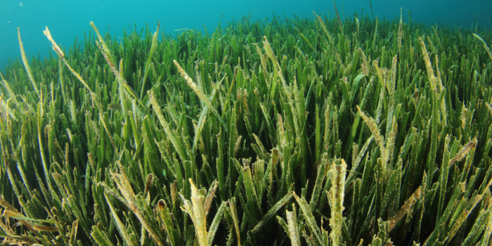 Día Mundial de los Pastos Marinos: protegiendo ecosistemas clave para el clima y la biodiversidad