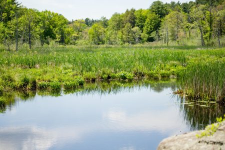 Humedales, ecosistemas de agua y vida en peligro