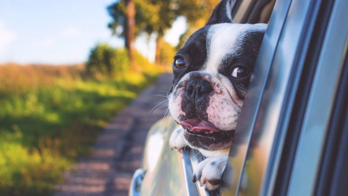 Viajar con mascotas: Cómo evitar el mareo y hacer el trayecto más seguro