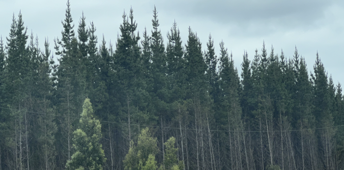 Plantaciones y pueblo mapuche: una esperanza de paz y entendimiento