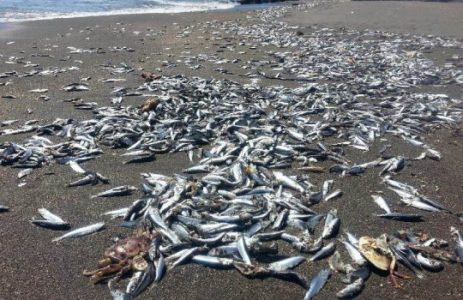 Investigación alerta sobre creciente hipoxia en la costa central de Chile