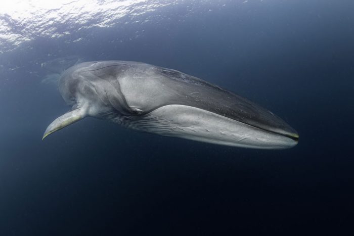 Urgente protección de los océanos