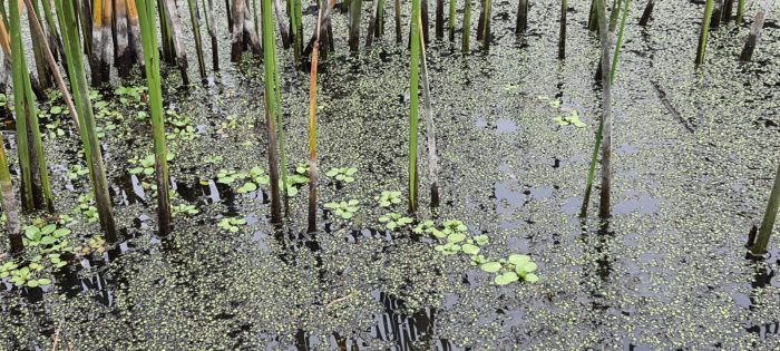 Los humedales guardan la memoria de la inundación
