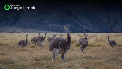 Chile y Argentina realizan translocación histórica de fauna silvestre en la Patagonia