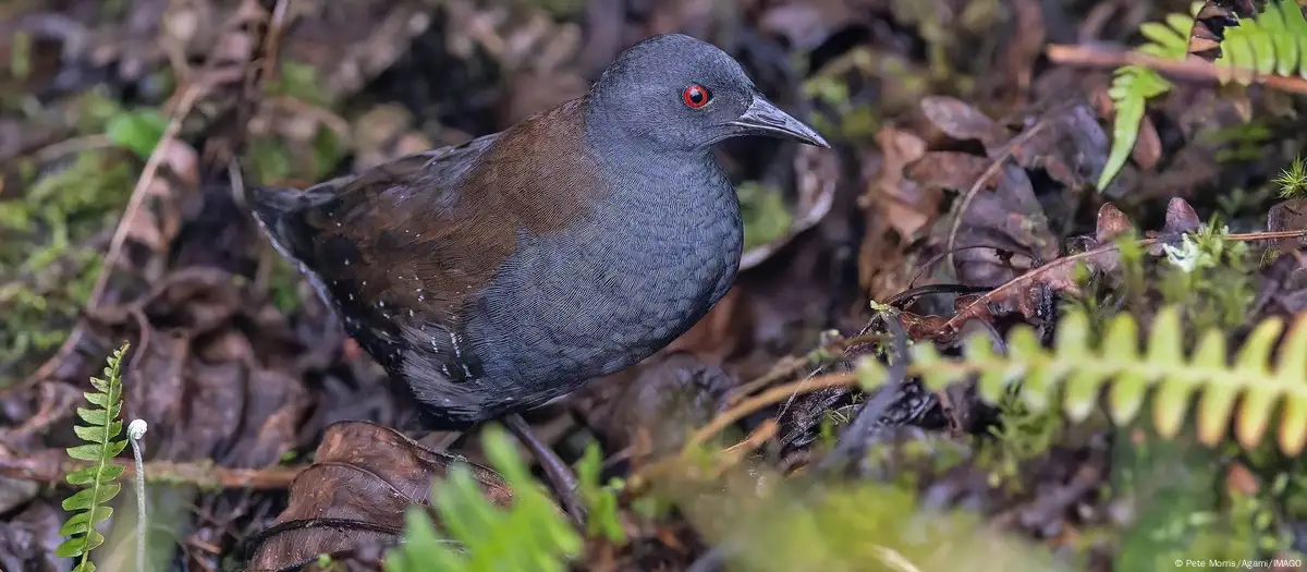 Hallan ave que se creía extinta hace casi 200 años