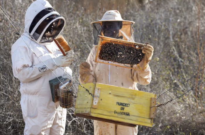 Cómo las abejas se convirtieron en una inesperada herramienta para proteger a los elefantes