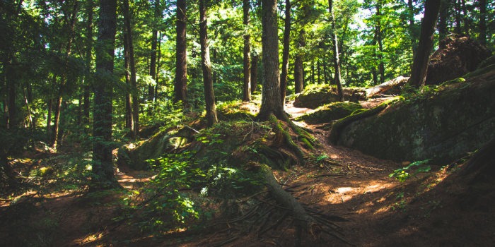 Día Mundial de los Bosques: cómo su conservación impacta en la alimentación y el medioambiente