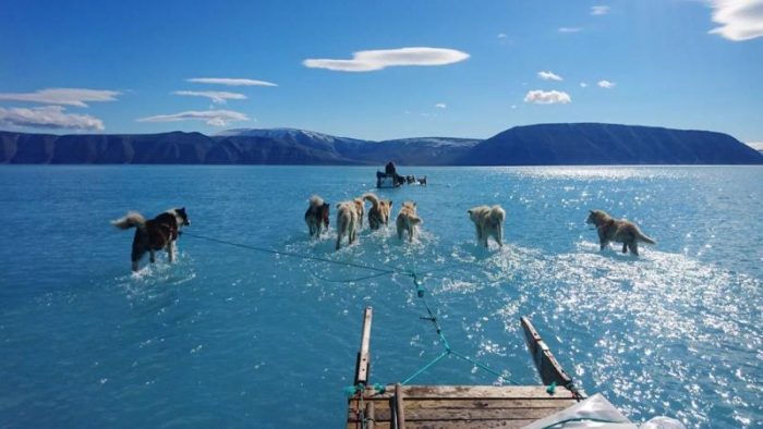 "El hielo se derritió": imagen de perros siberianos corriendo sobre agua del deshielo en Groenlandia