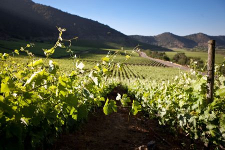 Vino y sustentabilidad: cómo la industria avanza hacia un modelo responsable con el medio ambiente