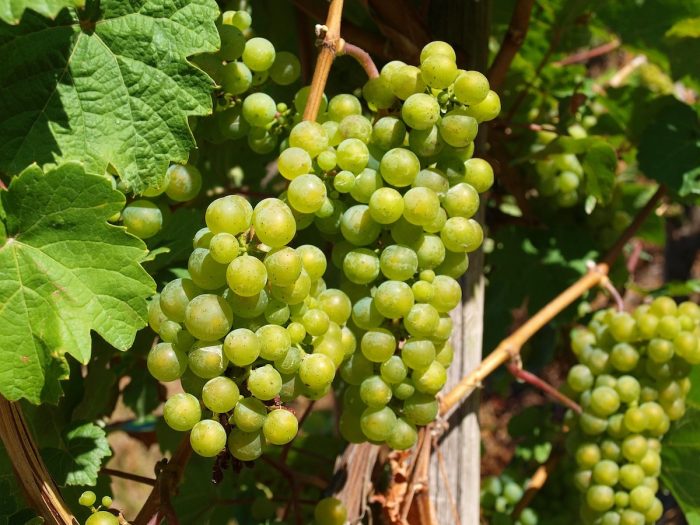 Día Internacional del Riesling: tradición vinícola y elegancia en cada copa 