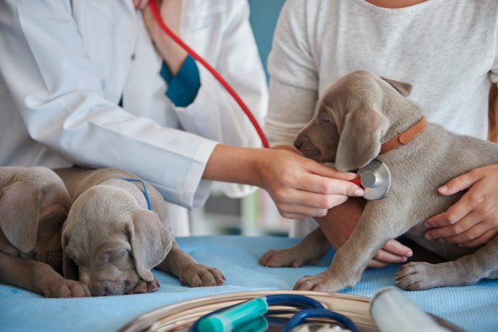 La realidad de la medicina veterinaria: desafíos de la profesión