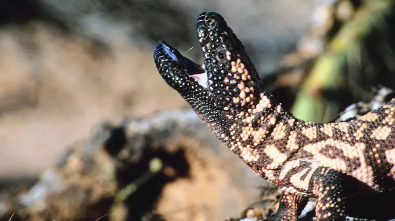 El monstruo de Gila, el lagarto con digestión lenta que fue clave para la creación de Ozempic