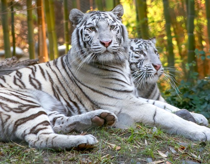 Dos alternativas para disfrutar en familia y aprender de animales