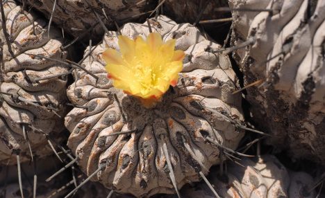 Chilenos eligen a cactus para ser secuenciado en proyecto genómico