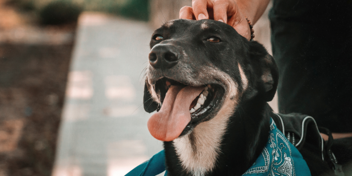 Expo Mascotas 2025: tecnología y bienestar animal para transformar la tenencia responsable