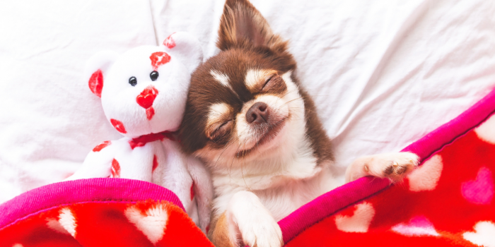 ¿Tu perro sueña contigo? Un estudio reveló lo que los canes experimentan mientras duermen