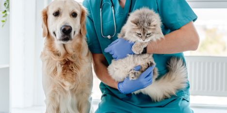 El cáncer también afecta a las mascotas: cómo detectarlo a tiempo