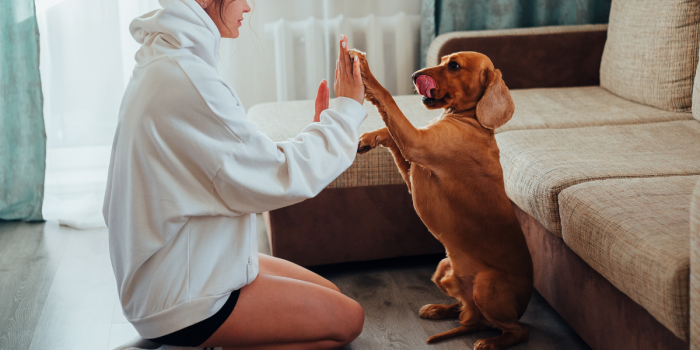 Más que tenencia responsable: proponen integrar a las mascotas en espacios públicos