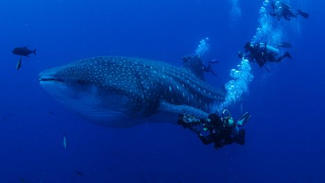 “Her Shark Story”: El documental que une naturaleza, ciencia y sanación en las aguas de Galápagos