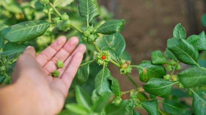 Ashwagandha: la planta para el estrés y el insomnio que puede tener efectos adversos graves