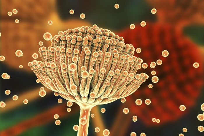 Aspergillus: el hongo que cerró pabellones en San Bernardo