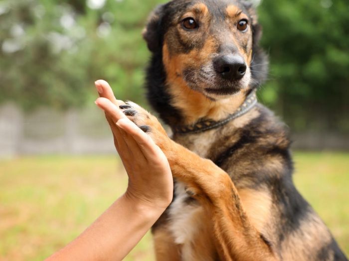 Día Mundial del Perro sin Raza: vidas que transforman y merecen ser valoradas