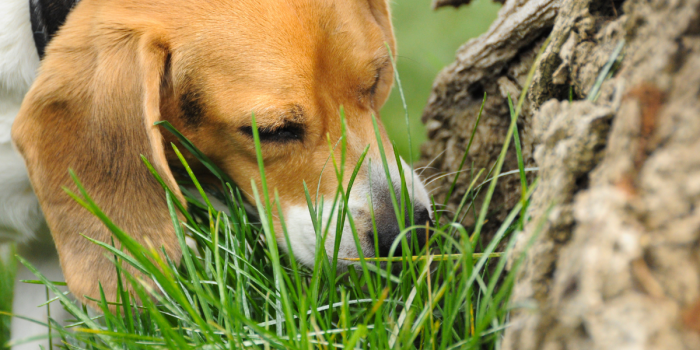 Comer pasto, ¿una señal de alerta en los perros o algo natural?