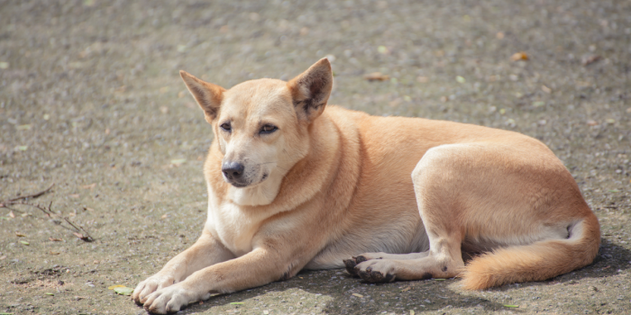 Obesidad y cáncer mamario en perros: investigan en Chile cómo se vinculan en el tratamiento