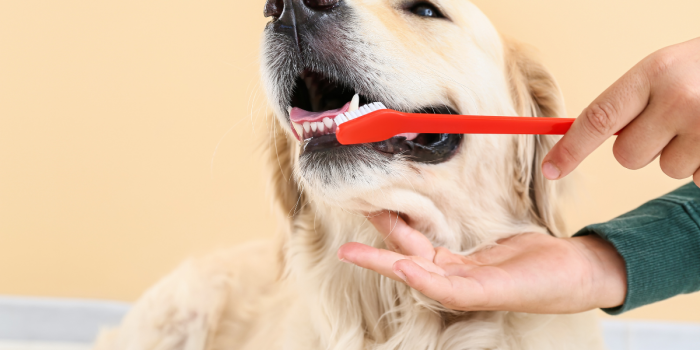 Salud bucal en mascotas: el cuidado diario que puede evitar enfermedades graves