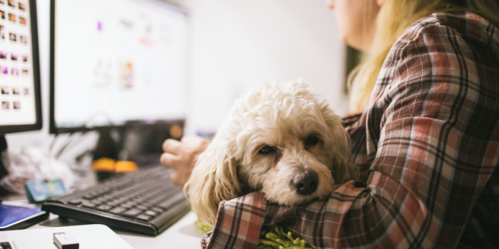 “Pets at Work”: la nueva tendencia que combate el estrés laboral