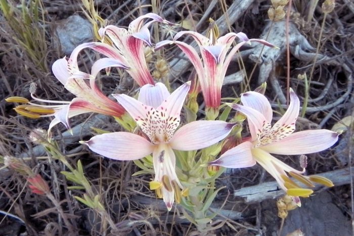 Flora del Biobío: especialistas entregan claves para identificar más de 1.500 plantas 
