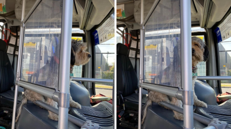 Final feliz para chofer despedido por viajar con su perro: será acreditado y podrá trabajar de nuevo