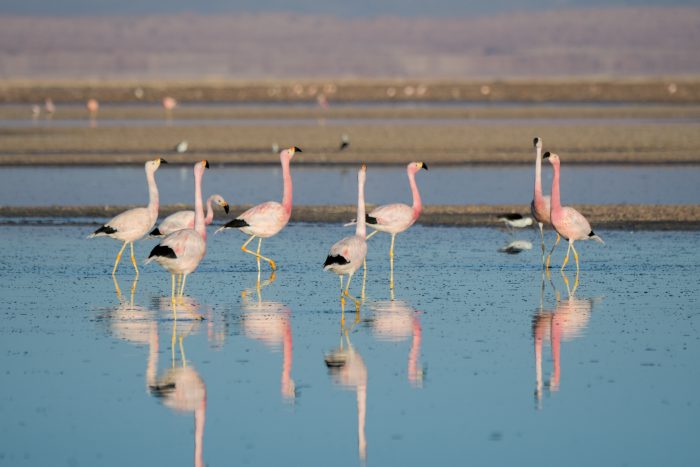 Flamencos altoandinos son monitoreados con tecnología satelital en el norte de Chile