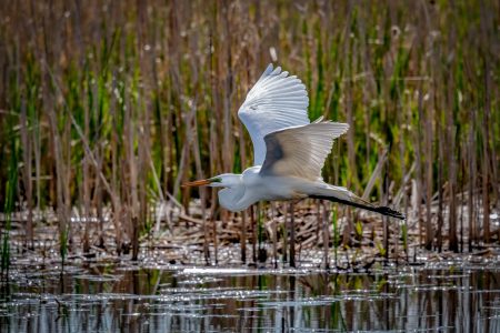 Humedal Río Maipo: un santuario vital para las aves migratorias en riesgo