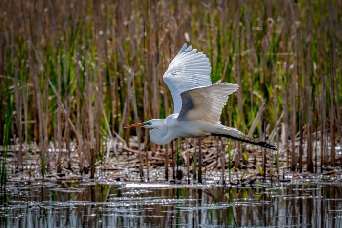 Humedal Río Maipo: un santuario vital para las aves migratorias en riesgo