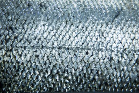 Innovador uso de las escamas de salmón impulsa la economía circular