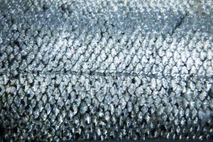 Innovador uso de las escamas de salmón impulsa la economía circular