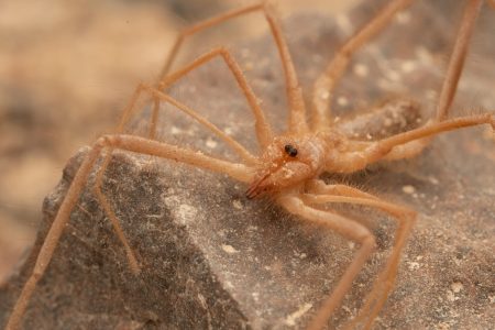 Descubren nueve especies de arácnidos en Chile