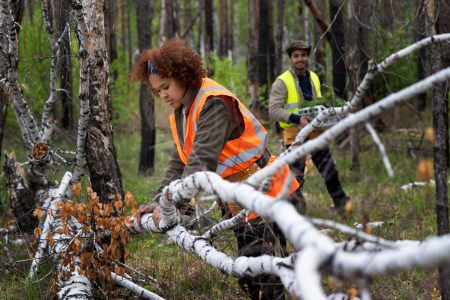 ¿Quién responde ante la caída de árbol?