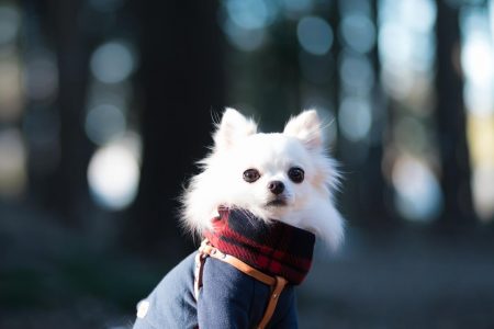 Separarse en la era pet-friendly: Brasil aprueba ley de custodia compartida tras ruptura