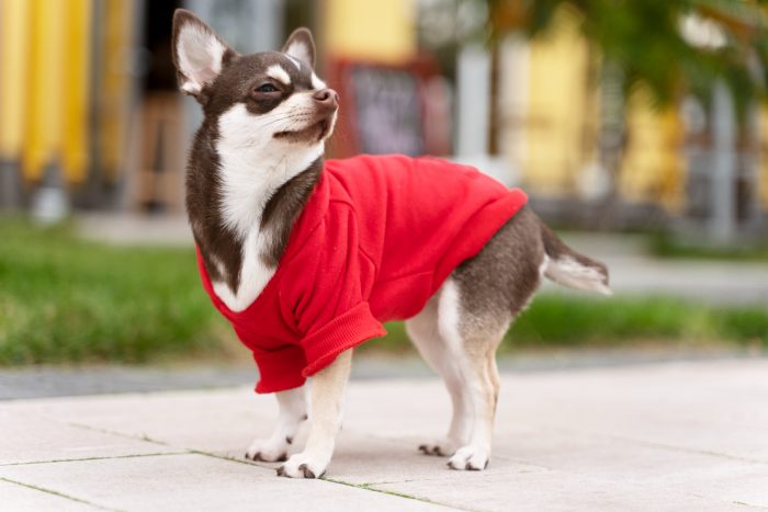 ¿Deben usar ropa las mascotas?