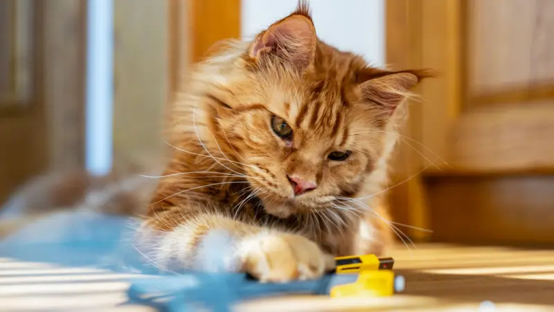 Científicos resuelven el enigma sobre el origen del color de los gatos naranjas