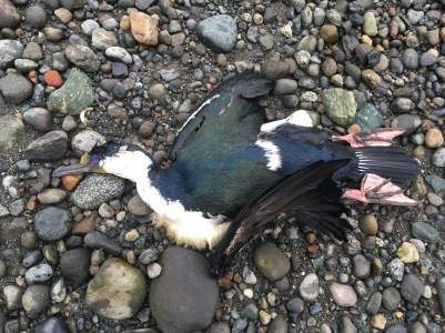 SMA ordena acciones contra pesquera en Ancud por afectación a la fauna silvestre